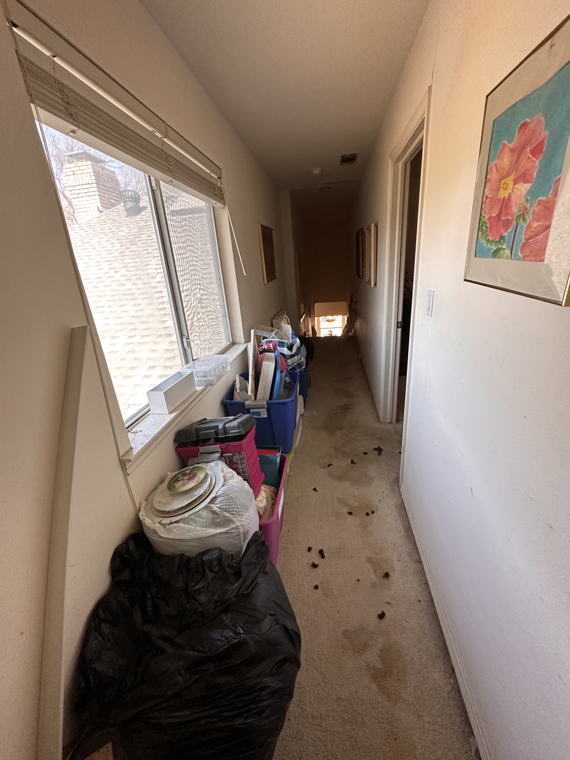 Upstairs hallway with visible pet waste and stained carpet.